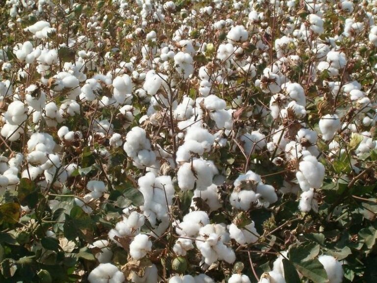 Los pulgones amenazan el desarrollo del algodón en Andalucía