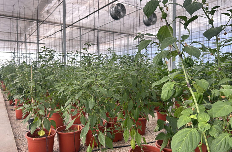 AVA-ASAJA y la UPV participan en un ensayo con más de 200 variedades de pimiento para afrontar la escasez de agua