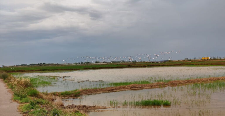 AVA-ASAJA denuncia los primeros ataques de flamencos a los arrozales de la Albufera