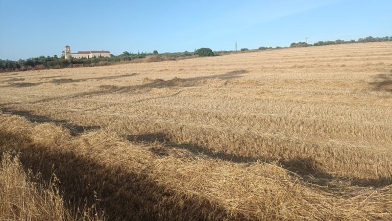 El calor reduce los rendimientos de cereal y acelera el desarrollo del olivar en Jaén