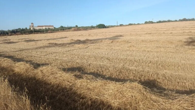 La cosecha de cereal avanza en Sevilla con rendimientos por debajo de lo esperado