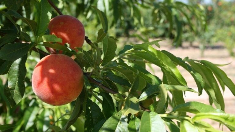 AVA-ASAJA denuncia que la campaña valenciana de fruta de hueso “empezó bien pero acaba con pérdidas”