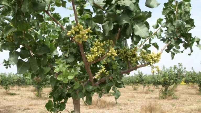 Agricultura destaca el buen avance del girasol y el algodón en la provincia de Sevilla