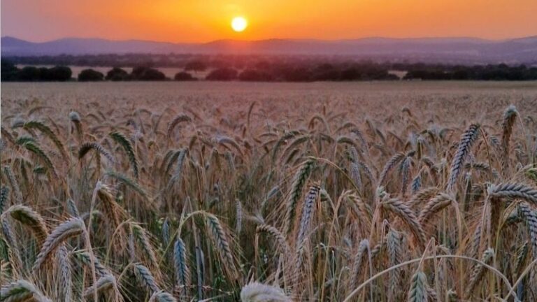 ASAJA acusa a Medio Ambiente de volver a agredir al sector del cereal con la nueva normativa de incendios