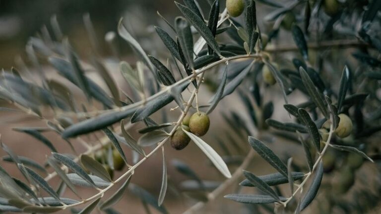 El olivar de Jaén acumula hasta 20 días de retraso por las lluvias de primavera