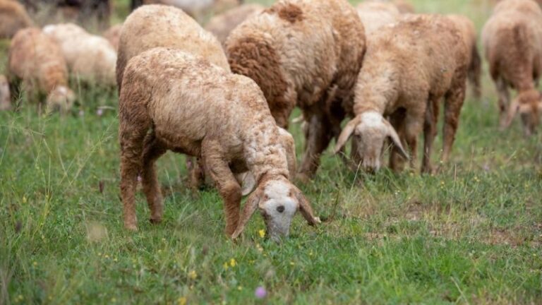 ASAJA valora la creación de una ‘macroconsejería’ para los asuntos agrarios de Castilla y León