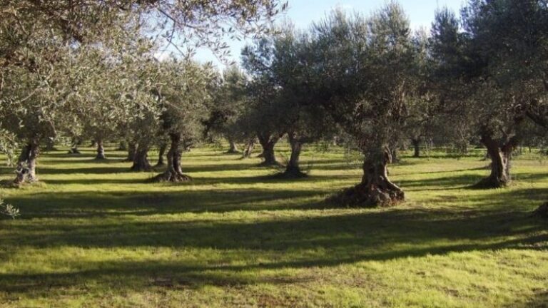 Más de 98.000 agricultores y ganaderos cobrarán las ayudas extraordinarias por borrascas