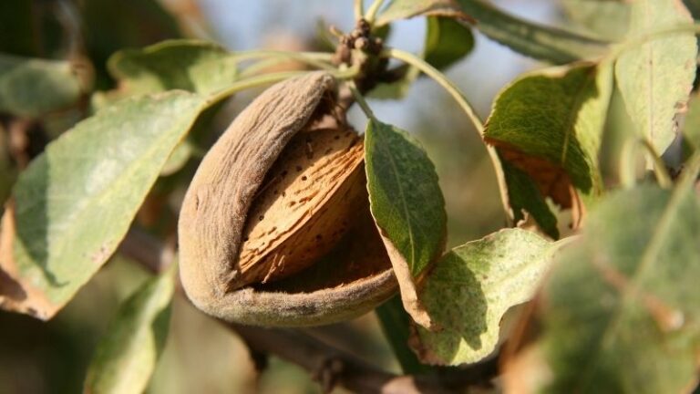 Andalucía diseñará ayudas para la almendra afectada por heladas con un presupuesto de 10 millones
