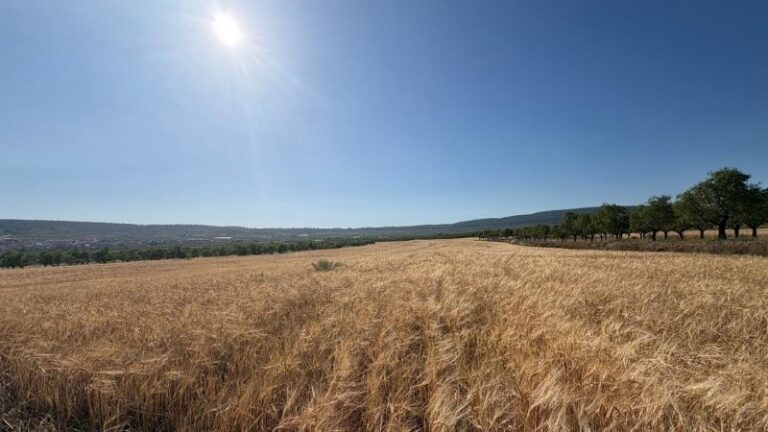 AVA-ASAJA prevé mermas del 50% en cereales por el calor con costes al alza y precios bajos