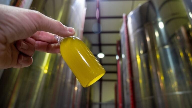 Ligero aumento en las salidas y mantenimiento en el precio del aceite