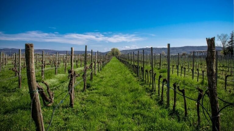 El sector agrícola muestra preocupación por una posible reapertura del Reglamento (UE) n.º 2024/1143 sobre indicaciones geográficas