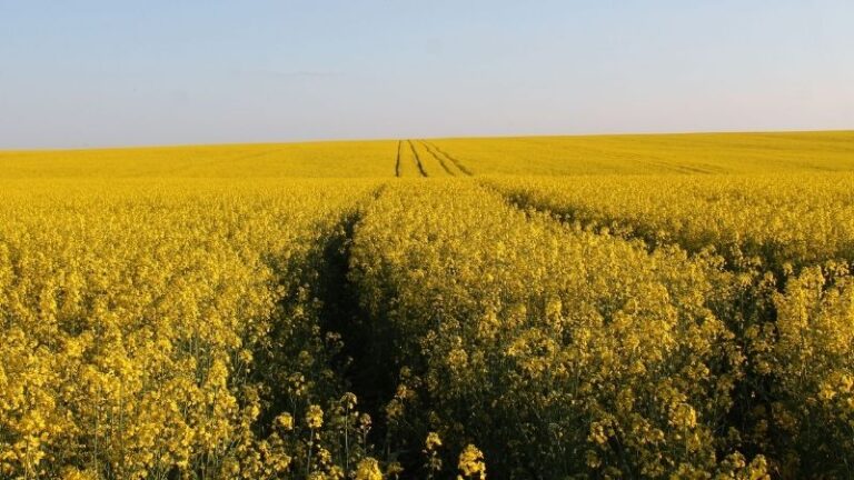 Farm Europe insta a la Comisión a reconocer todos los biocombustibles sostenibles 