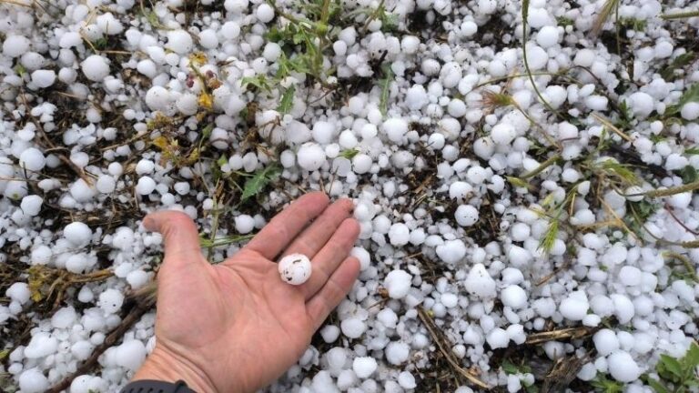 ASAJA Almería recuerda que la Línea 306 permite proteger tanto la producción como la estructura de los invernaderos