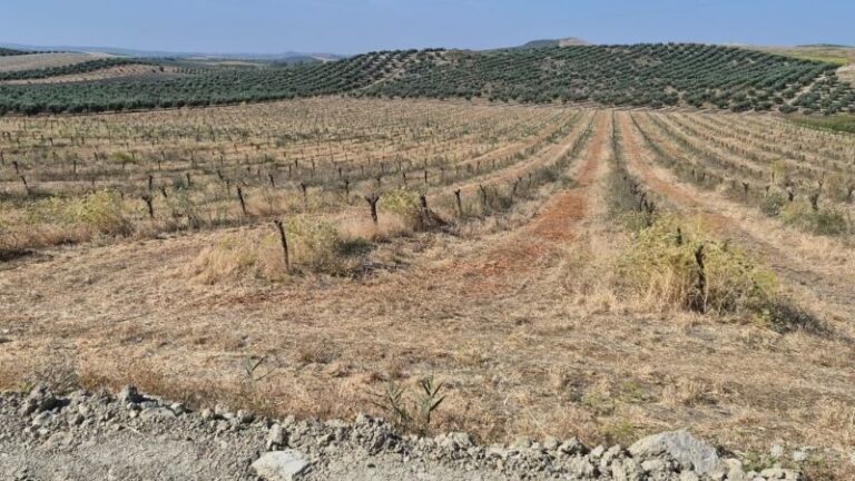 La cosecha de almendra se prevé en Córdoba un 30% superior, pero la superficie sigue bajando por la muerte de los árboles