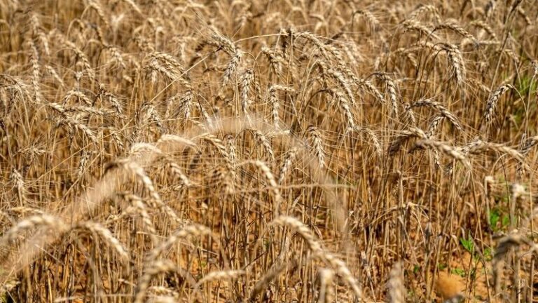 ASAJA Ávila cifra en más de 50 millones de euros las pérdidas del cereal en la provincia de Ávila, en una de las peores campañas de los últimos años