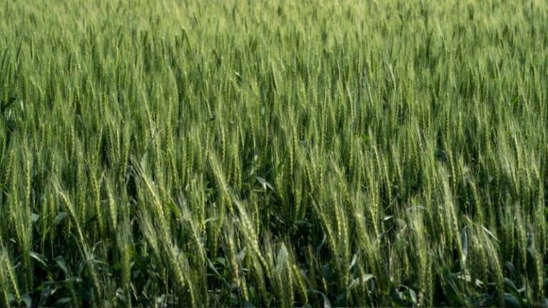 Comienza la cosecha de cereal en Sevilla con buenas perspectivas para algodón, girasol y arroz