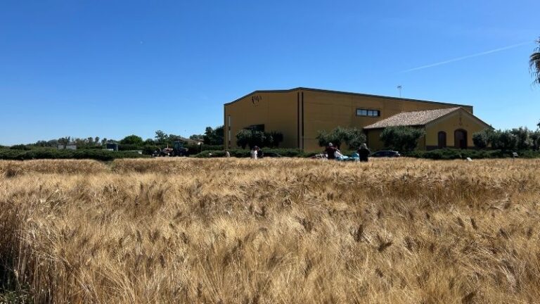 AVA-ASAJA participa en un ensayo de trigo con drones, satélites, lisímetros y sondas inteligentes