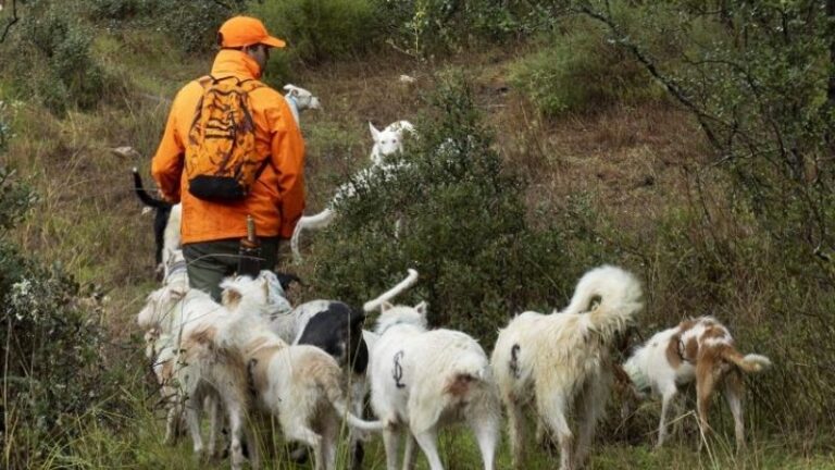 Ibercaza 2026 reforzará el protagonismo del perro de caza en su próxima edición