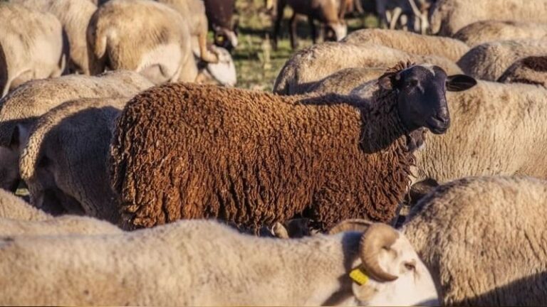 El ocaso de la ganadería en Alicante: el sector sufre un descalabro histórico con la pérdida de 25.000 animales