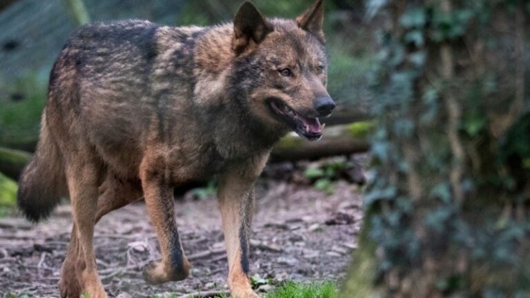 El informe sexenal confirma el estado favorable del lobo en España