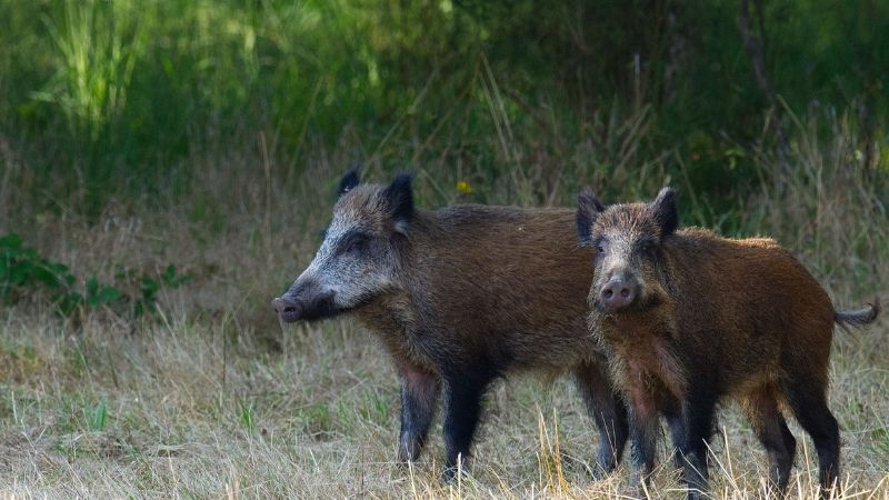 ASAJA reclama una solución urgente para los daños por fauna que quedan sin indemnización en el seguro agrario