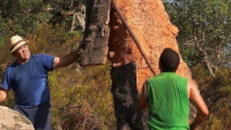 ASAJA Córdoba advierte de la caída del precio del corcho y las consecuencias tras varios años de sequía