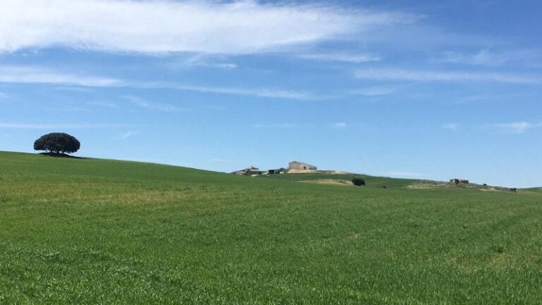 ASAJA Almería advierte del inicio de la cosecha de cereal en Los Vélez con costes al alza y precios por debajo de los costes de producción