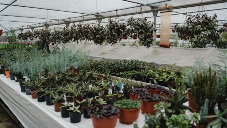 ASAJA Almería valora las ayudas del Ministerio pero señala que siguen siendo insuficientes para el sector hortícola de la provincia