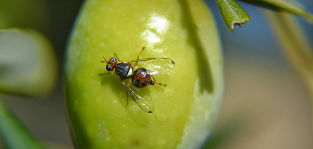 La gestión integrada de la mosca del olivo gana protagonismo en Andalucía
