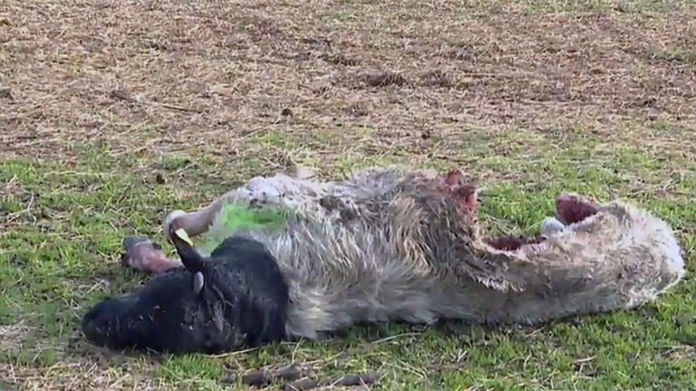 Ataques de lobo al ganado en Madrid: los siete pasos para cobrar la indemnización