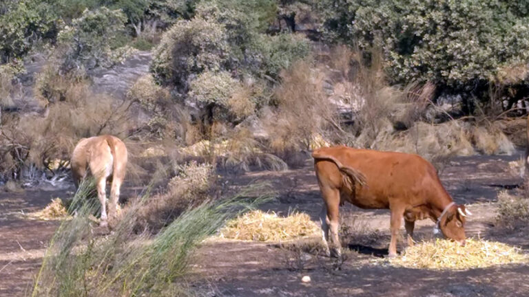 ASAJA Madrid coordina el reparto de forraje y agua a las explotaciones afectadas