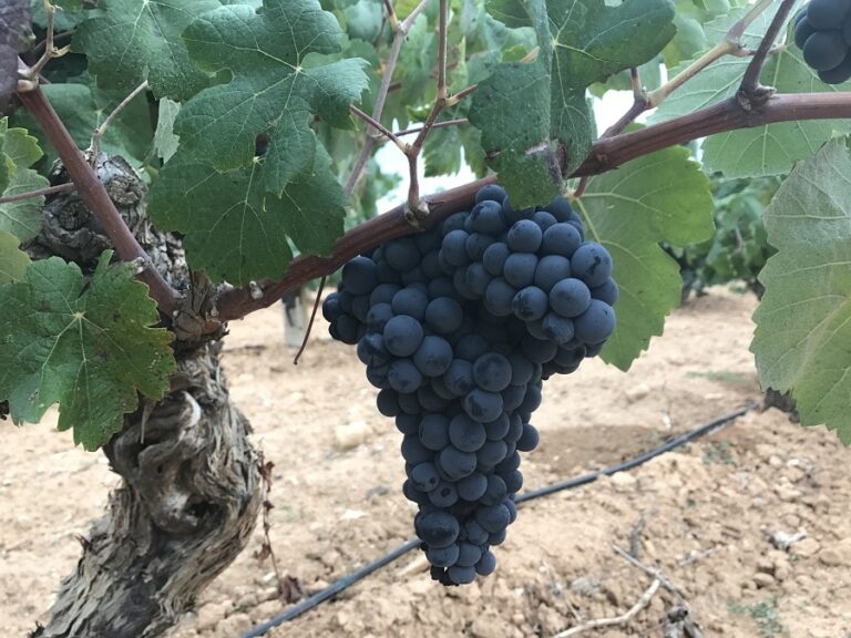 AVA-ASAJA convoca una sectorial conjunta del olivo, la viña y los frutos secos en Utiel