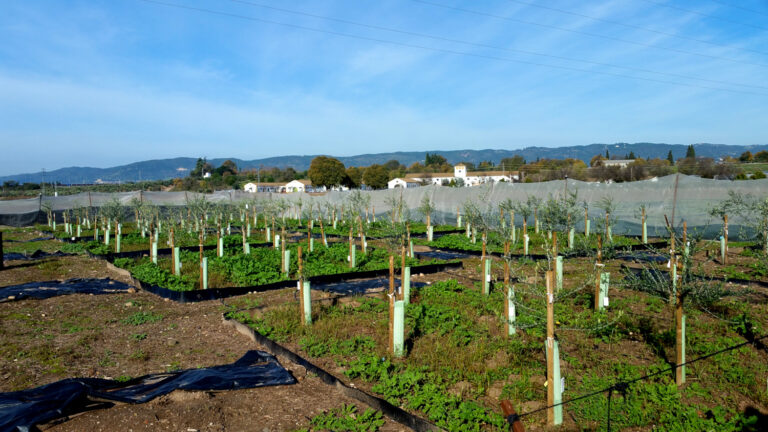 Un hito para la olivicultura andaluza: dos décadas de cruzamientos contra la verticilosis