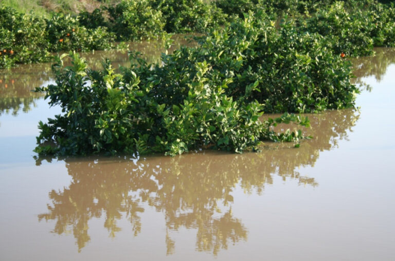 943 agricultores más cobrarán por los daños de las borrascas que el seguro no cubrió