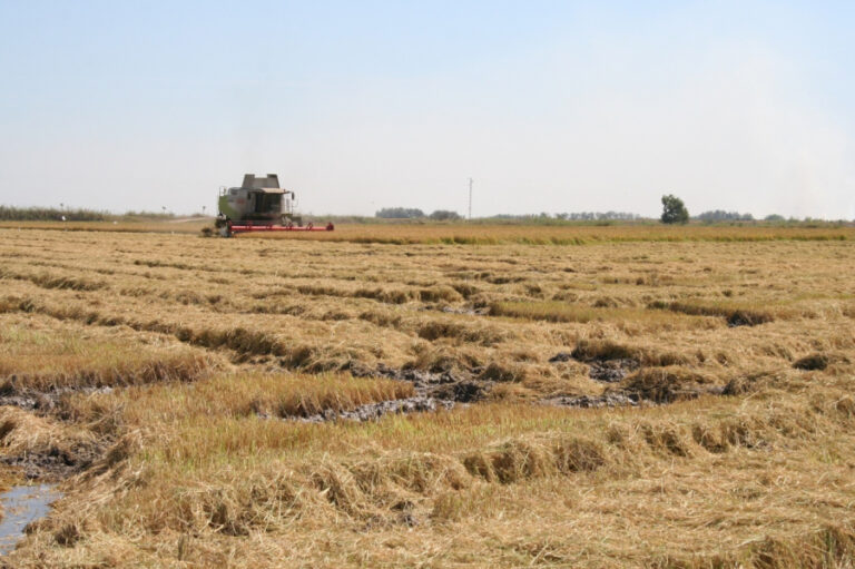 El colapso del arroz europeo amenaza con secar los humedales del continente