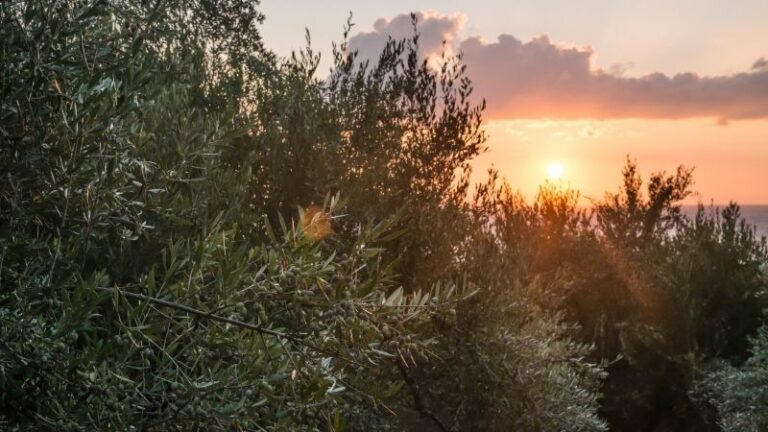 APAG Extremadura ASAJA llama a la cautela con las previsiones de la próxima campaña del aceite tras las dos olas de calor registradas en Extremadura