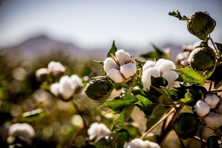 Vigilancia, feromonas y restos de cosecha: así se combate el gusano rosado del algodón