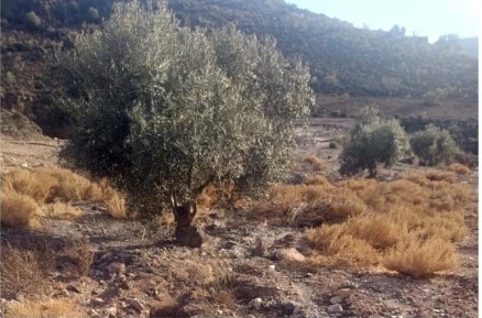 La Junta publica una nueva resolución de ayudas para explotaciones afectadas por las inundaciones