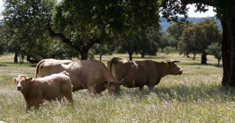 ASAJA-Sevilla teme que la estrategia ganadera de a la UE encabecerá la carne