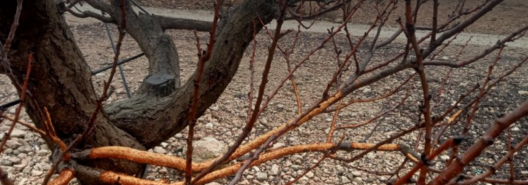 ASAJA Alicante alerta sobre mermas por fauna salvaje de hasta el 80% en viña y almendro en la provincia