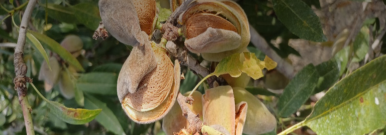 El campo se cuece en Alicante: el calor mata almendros y paraliza el engorde de los cítricos