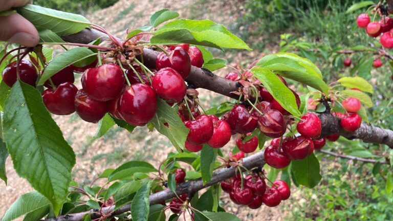 ASAJA Alicante alerta del desplome del seguro de la cereza: las pólizas caen un 63% en cinco años en la provincia