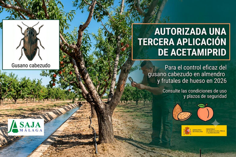 Luz verde a un tratamiento extra post-cosecha contra el gusano cabezudo en almendro y frutal de hueso