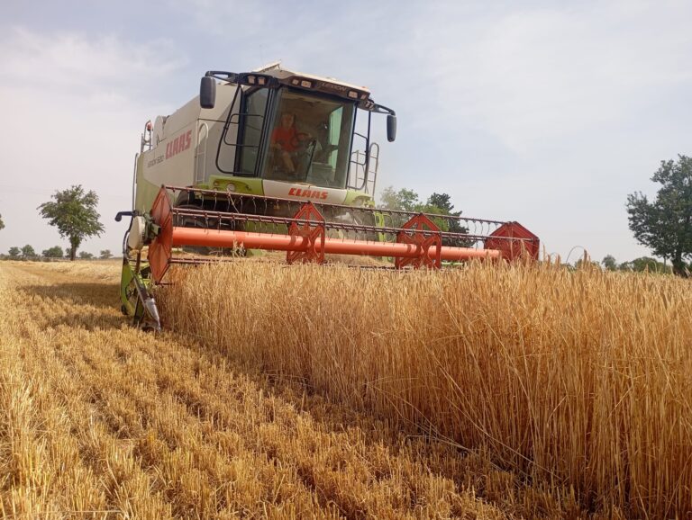 ASAJA Alicante denuncia que el cereal pierde hasta un 30% de producción mientras aumentan las trabas para cosechar