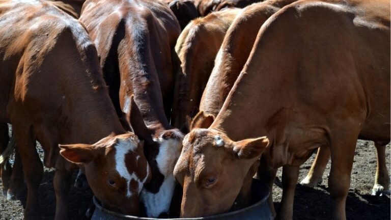 ARAG-ASAJA solicita medidas urgentes para garantizar el abastecimiento de agua para la ganadería extensiva