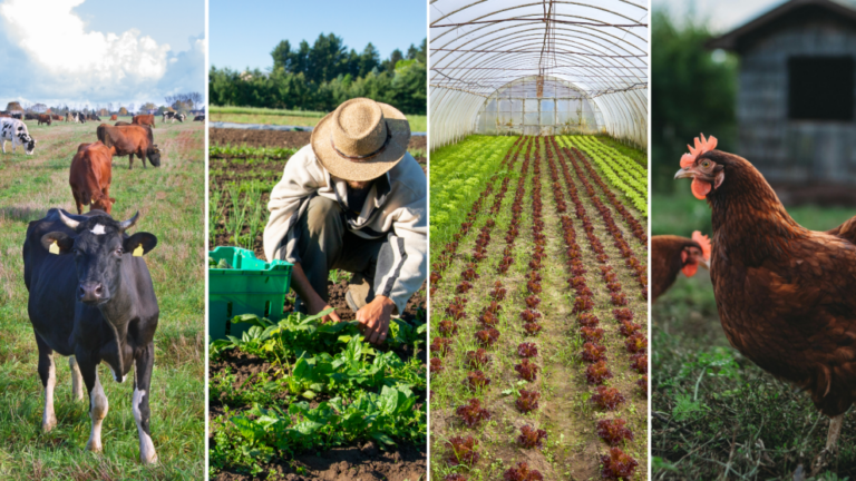 Perspectivas agrícolas de la UE en 2026: más cereales, más leche y caída del vacuno
