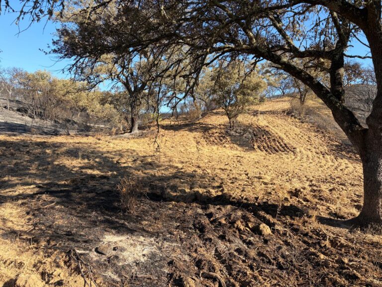 El ganado ecológico quemado en Villanueva podrá alimentarse con pienso no ecológico
