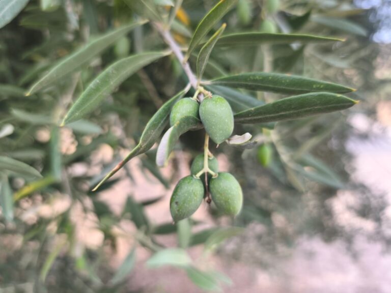 El olivar de La Loma avanza dos semanas mientras el pedrisco golpea la Campiña Norte