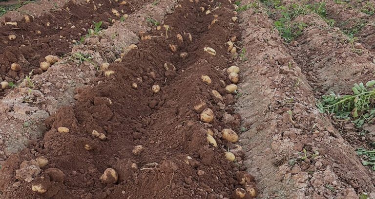 AVA-ASAJA cifra en 18 millones las pérdidas en una campaña de cebollas y patatas “desastrosa”