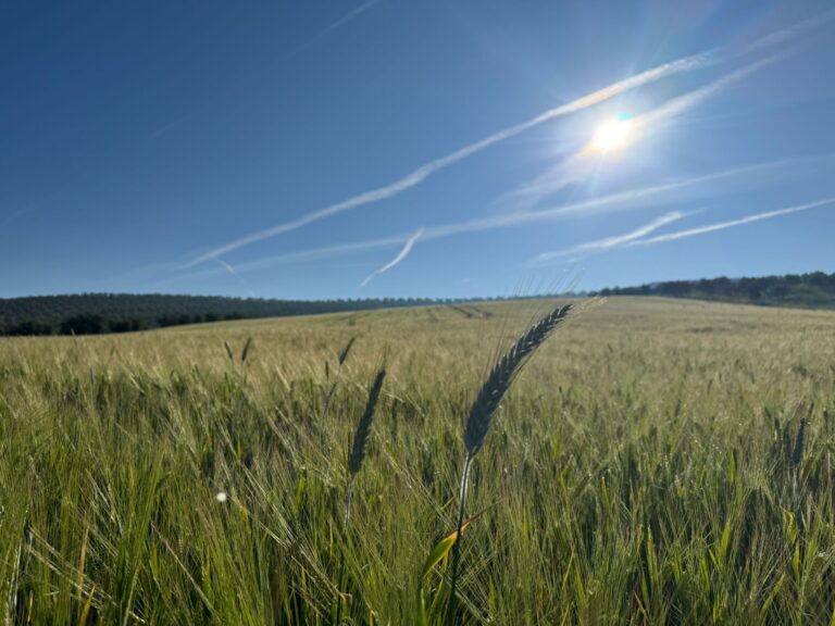 La cosecha de cereal caerá a 18,5 millones de toneladas, por debajo de la media